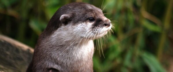 Court issues guilty verdicts for killing of otter and hedgerow destruction