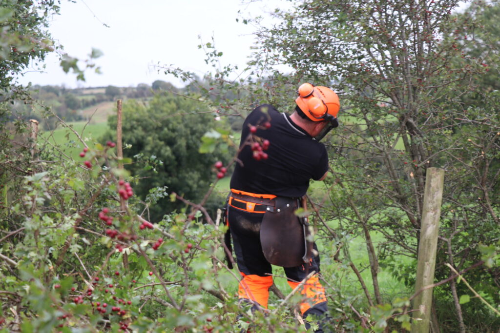 A person (black trousers and t-shirt and orange hi-vis helmet) laying a hedgerow with brash from the hawthorn tree with red haws in the foreground.
