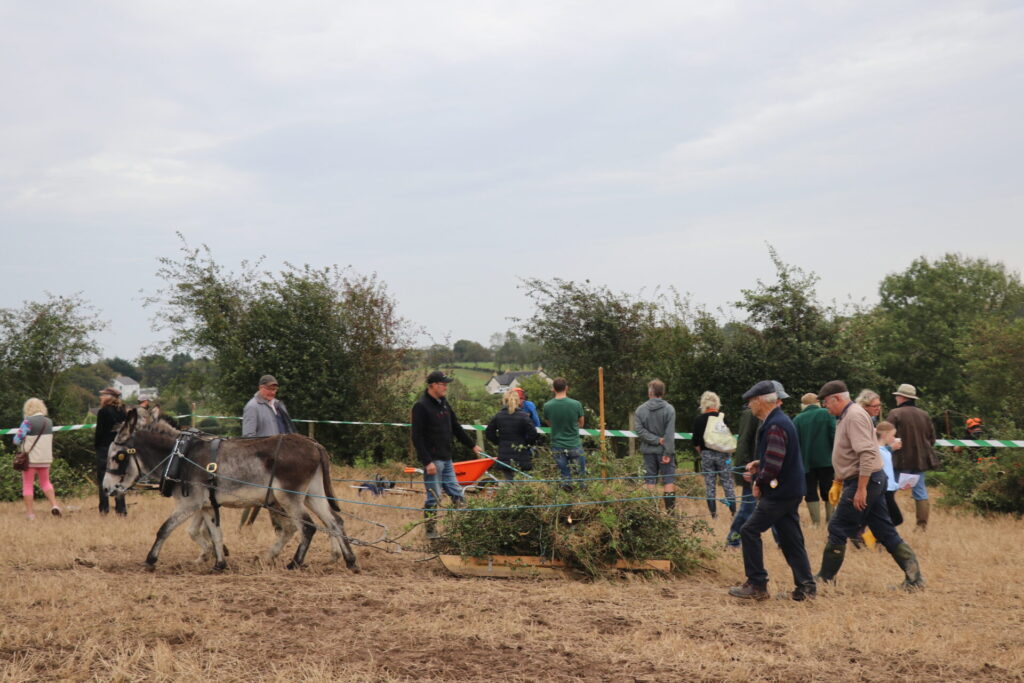 Two donkeys pulling brash from the hedgerow along a stubble field with two people in paddy caps walking behind. In the background, there are people standing watching hedge layers work on their section of the hedgerow.
